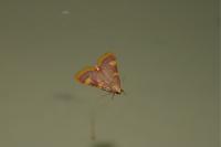 Hypsopygia costalis