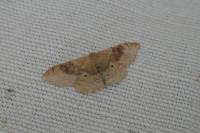 Idaea degeneraria