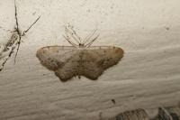 Idaea dimidiata