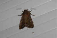 Lacanobia oleracea