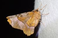 Selenia tetralunaria