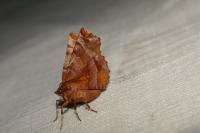 Selenia dentaria