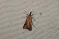 Synaphe punctalis