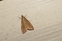 Udea ferrugalis