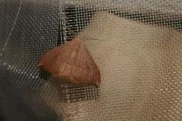 Watsonalla uncinula