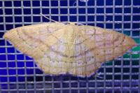 Cyclophora linearia
