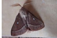Lasiocampa trifolii trifolii