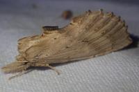 Pterostoma palpina