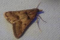 Stemmatophora brunnealis