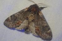 Notodonta dromedarius