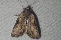 Bryophila raptricula