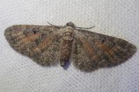 Eupithecia icterata