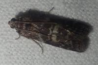 Phycita