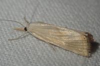 Xanthocrambus
