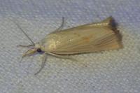 Xanthocrambus
