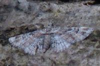 Gymnoscelis rufifasciata
