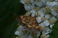 Pyrausta aurata