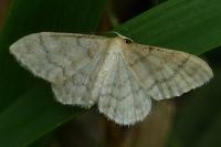Idaea dilutaria