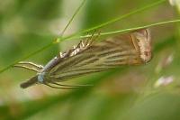 Chrysoteuchia culmella