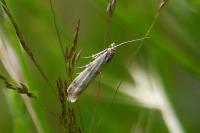 Homoeosoma sinuella