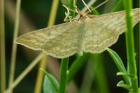 Idaea macilentaria