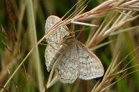 Idaea macilentaria