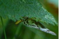 Anania hortulata