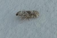 Hellula undalis