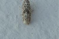 Hellula undalis