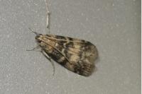 Euzophera pinguis