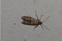 Homoeosoma sinuella