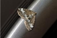 Perizoma alchemillata