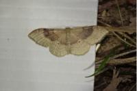 Idaea degeneraria