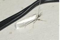 Crambus perlellus