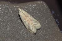 Ephestia