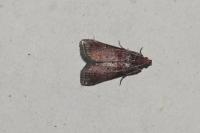 Acrobasis marmorea