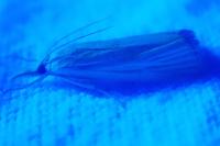 Xanthocrambus