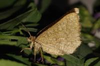 Isturgia murinaria