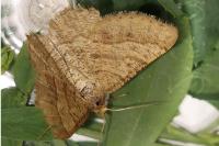 Isturgia murinaria