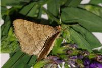 Isturgia murinaria