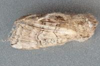 Tethea ocularis