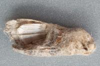 Tethea ocularis