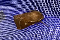 Lasiocampa trifolii trifolii