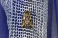 Chloantha hyperici