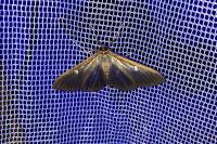 Cydalima perspectalis