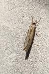 Agriphila inquinatella