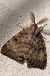 Lymantria dispar