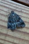 Deltote pygarga
