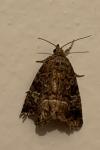 Deltote pygarga