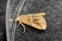 Eublemma parva